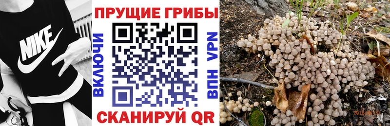 наркошоп  Курильск  Галлюциногенные грибы GOLDEN TEACHER 
